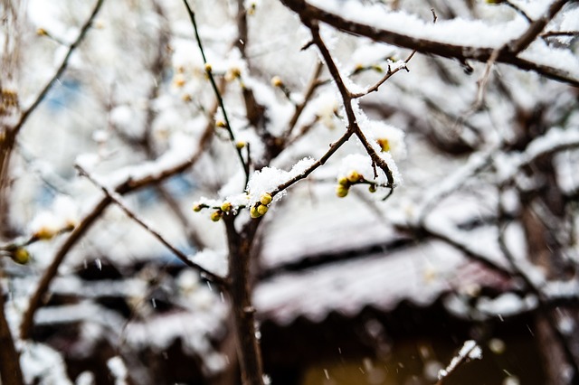 雄鹿可能需